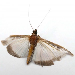 buxusmot-vlinder-buxus-mot-plaag