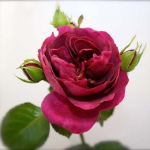 mooiste-roos-32-best-geurende